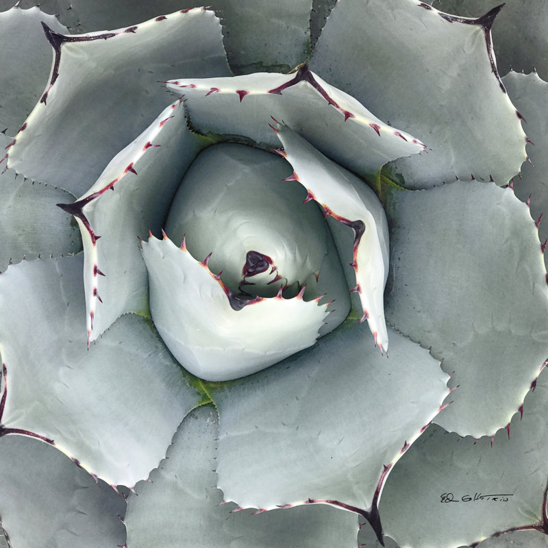 Cactus vert I, H 36 po x l 36 po