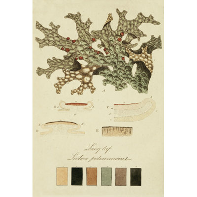 Species of Lichen III 1 Piece Painting on Canvas