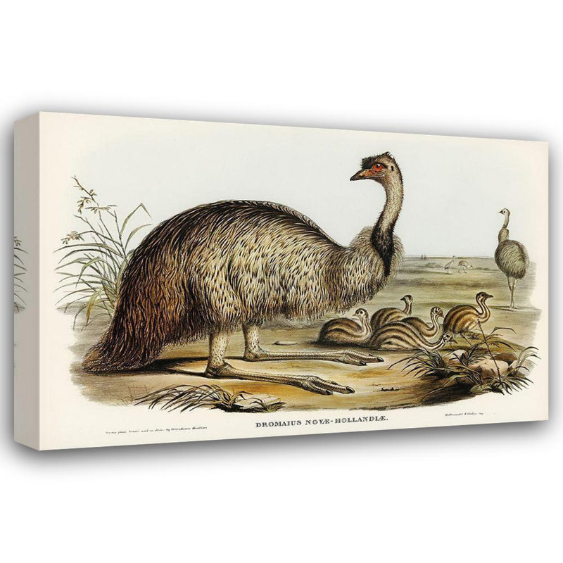 Art sur toile tendue par Astoria Grand Gould, John, The Emu-Dromaius Novae-Hollandiae, H 28 po x l 40 po