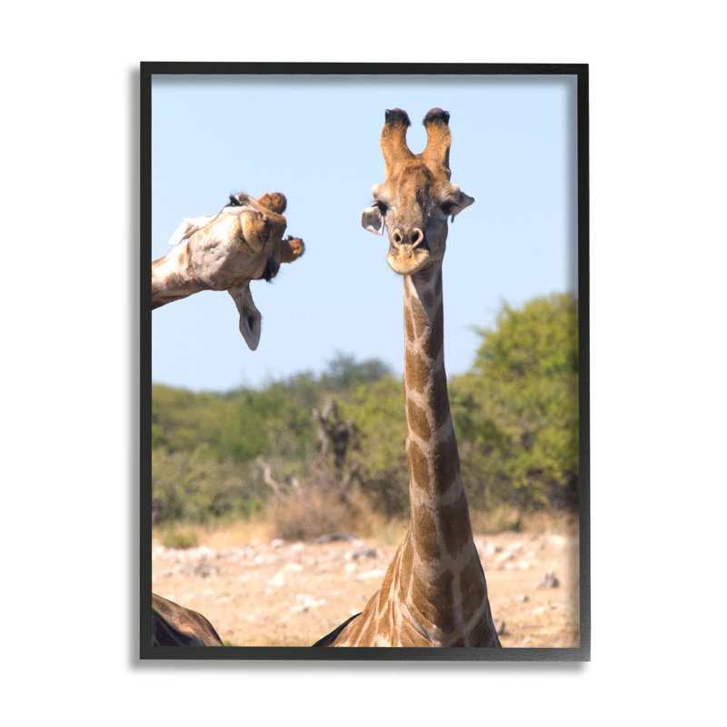 «Ba-401», reproduction amusante de girafes encadrées sur bois par Brigitte Alcalay, Giclée encadrée noir minuit