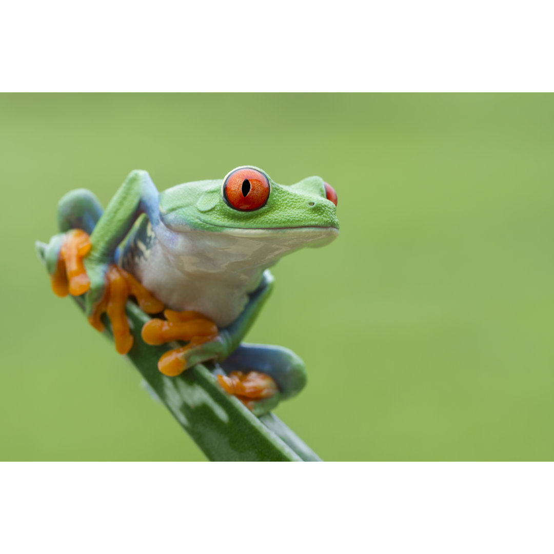 Rotäugiger Laubfrosch von Mark Kostich - Kunstdrucke auf Leinwand