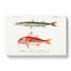 Fish Illustrations PL. 5 by Charles D Orbigny - Wrapped Canvas-55363776