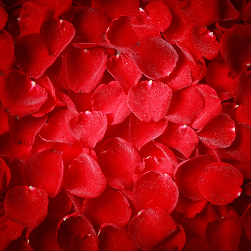Red Rose Petal - Wrapped Canvas Print, 91cm H x 91cm W
