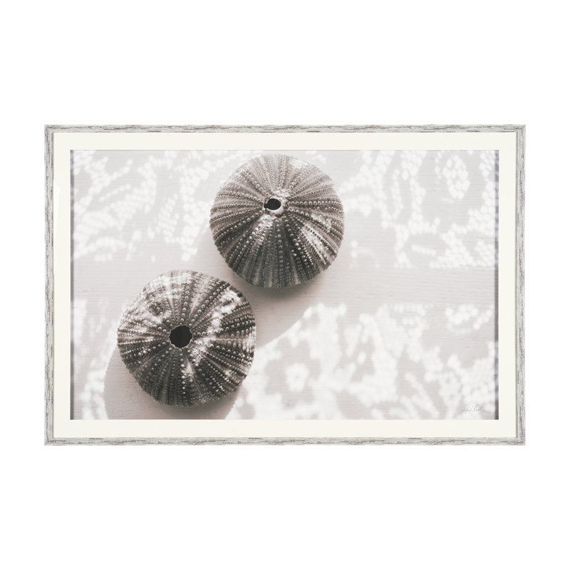 «Urchins In Lace I» par Deborah Revell, reproduction encadrée encadrée à la main sous verre