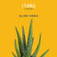 Aloe Succulent in Planter