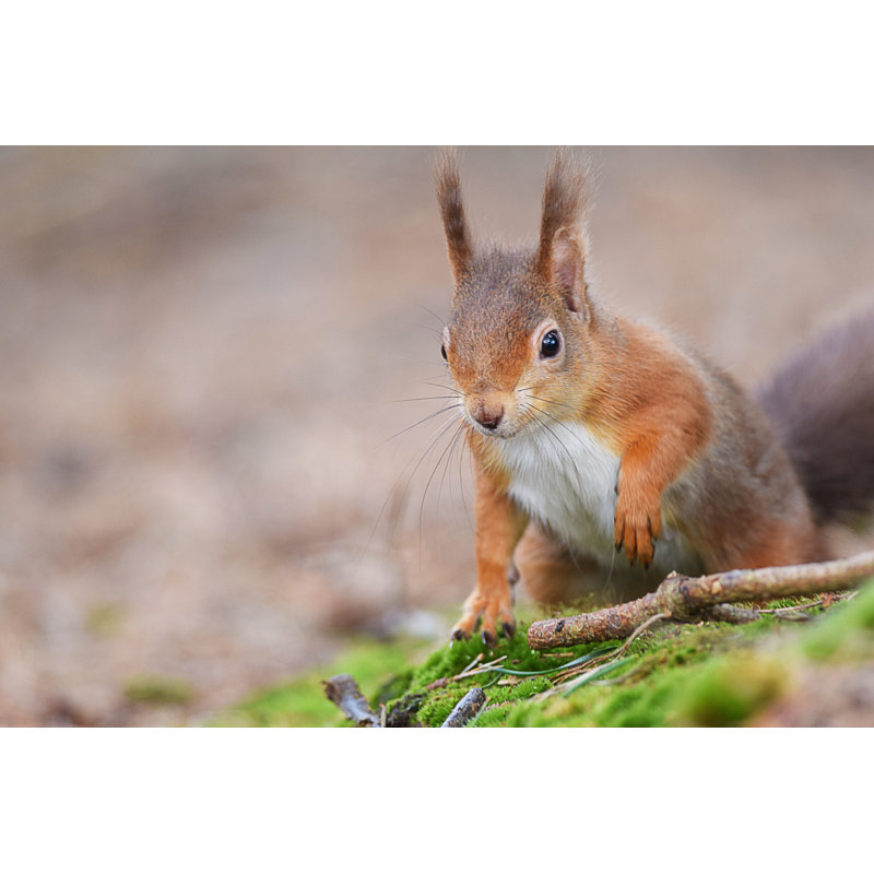 Red Squirrel by Peter Clayton Photography - Wrapped Canvas Print, 30cm H x 46cm W