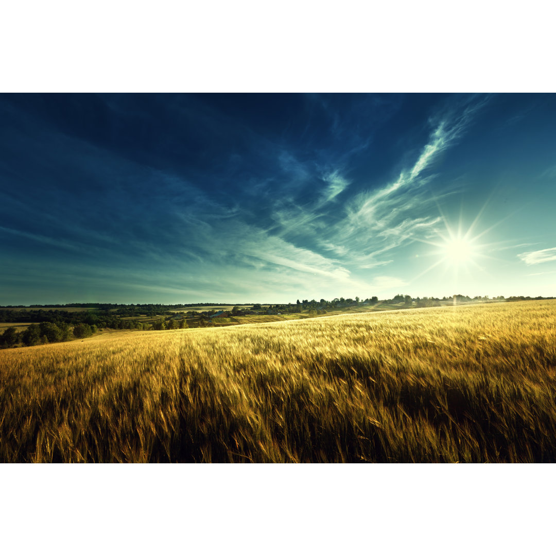 Leinwandbild Wheat Field in Sunset Time