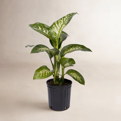 Costa Farms Dumb Cane Dieffenbachia Plant
