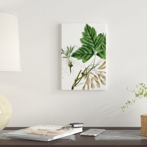 Bless international 'California Box Elder' Print on Canvas | Wayfair