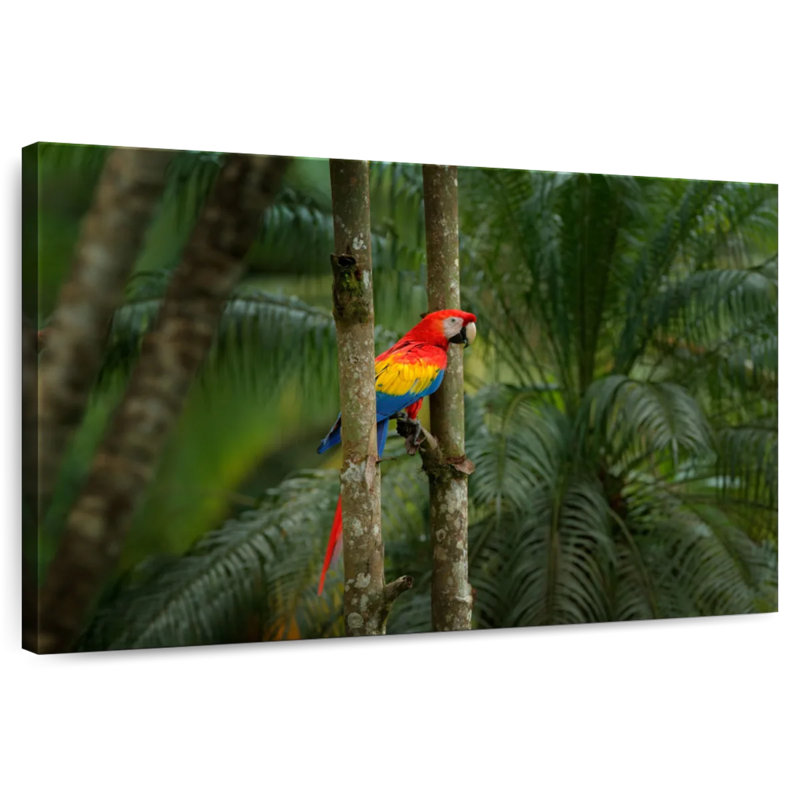 Brampt Wild Scarlet Macaw, 34" H x 51" W