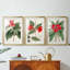 FloraOf TheTropicsI - Impression encadrée sur mesure de qualité supérieure - 3 pièces-1609287419-1609287423