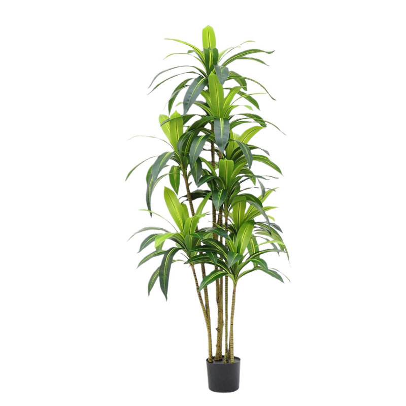 150cm Brazilian Wood Plant