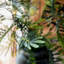 Branche d’acacia artificiel 47,2 "en vase