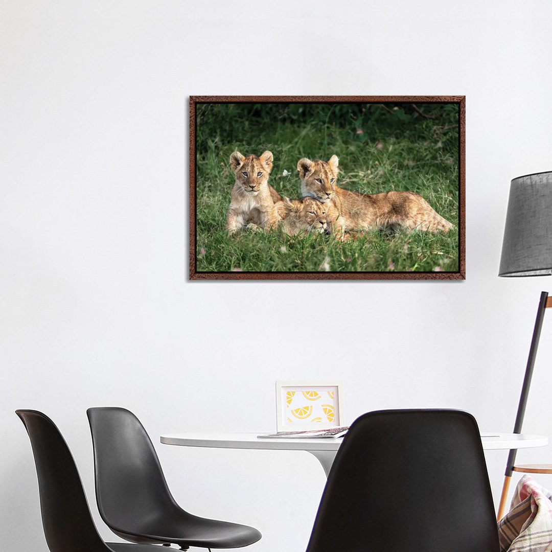 Three Cute Lion Cubs In Kenya Africa Grasslands von Susan Richey - Gallery-Wrapped Canvas Giclée on Canvas