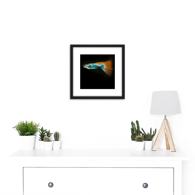 Guppy Fish Sea Ocean Photo by William Warby - Single Picture Frame Print