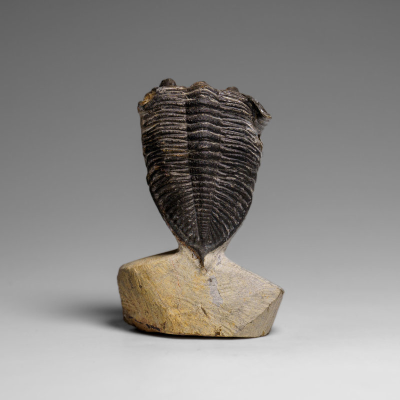 Genuine Hollardops Mesacristata Trilobite On Matrix (144 Grams)