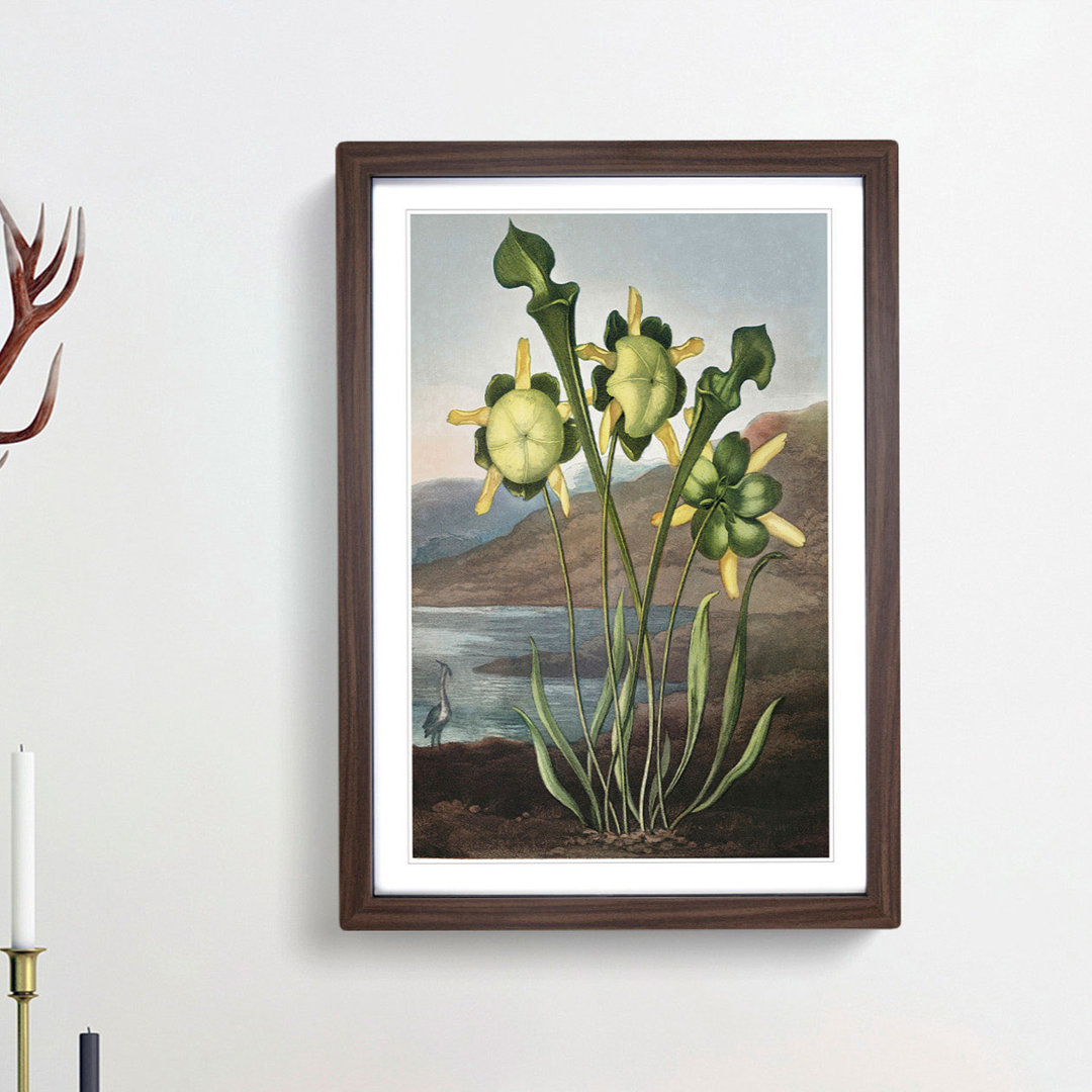 Pitcher Plant by R.J. Thornton - Picture Frame Painting Print