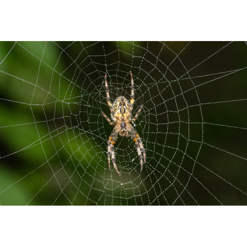 Garden Spider by Kelly Loves - Wrapped Canvas Rectangle Print, 30cm H x 46cm W x 3.8cm D