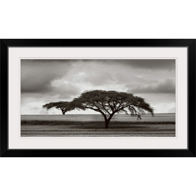 Jorge Llovet " Acacia Trees " by Jorge Llovet