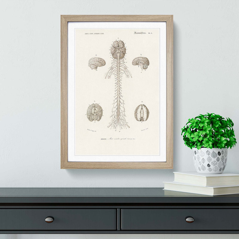 Human Brain Illustration by Charles d'Orbigny - Picture Frame Drawing Print, 36cm H x 27cm W x 2cm D, Oak Framed