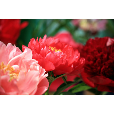 Fleurs de pivoines rouges et roses par Aloha_17