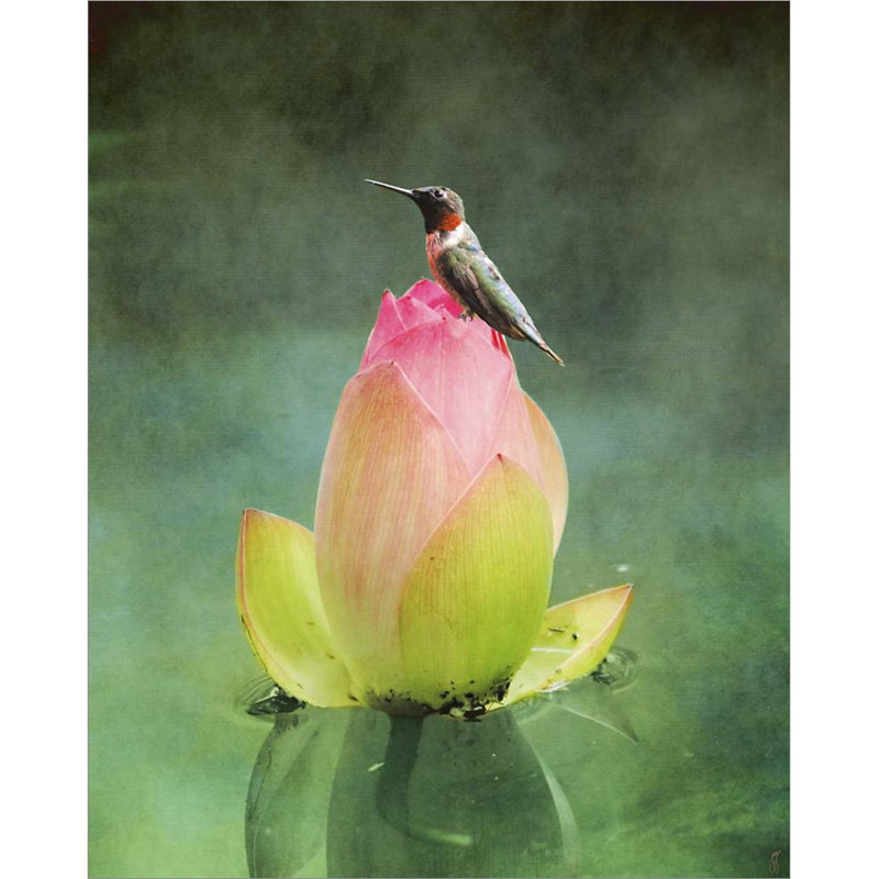 «Hummingbird and the Lotus Flower» par Jai Johnson, art mural sur toile