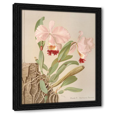 Cattleya Trianae (1885)