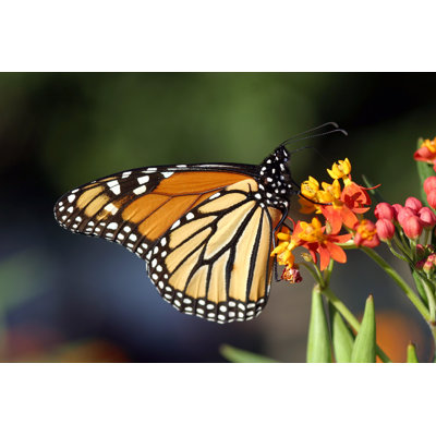 Feeding 1 Piece Wrapped Canvas Wall Art