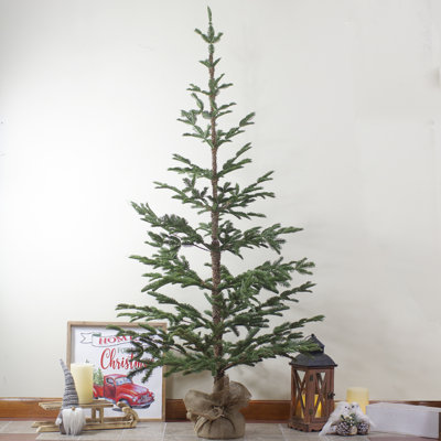 Ponderosa Pine Christmas Tree