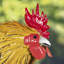Statue de coq Aween