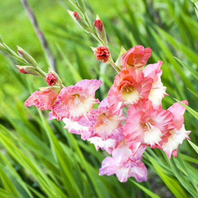 Rosy Gladiolus Blooming - Wrapped Canvas Photograph