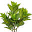 Plante zébrée 26 po Alocasia-1896302854