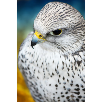 Gyrfalcon - Wrapped Canvas Print
