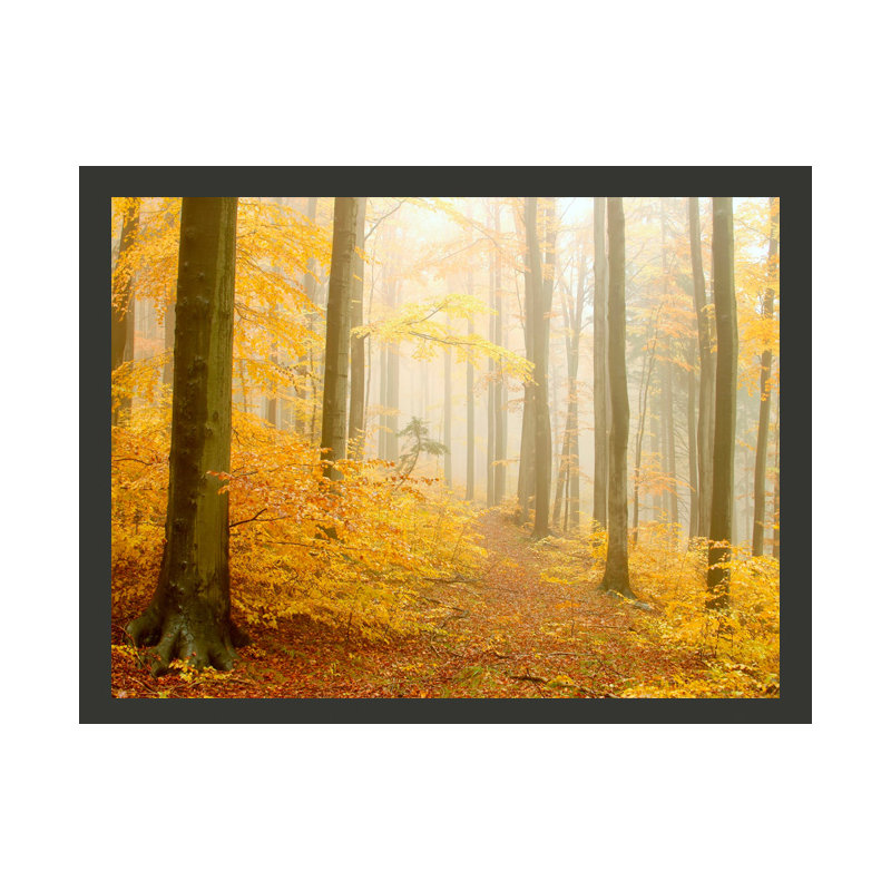 Autumn Wood 270cm x 350cm Wallpaper, 350 cm x 270 cm