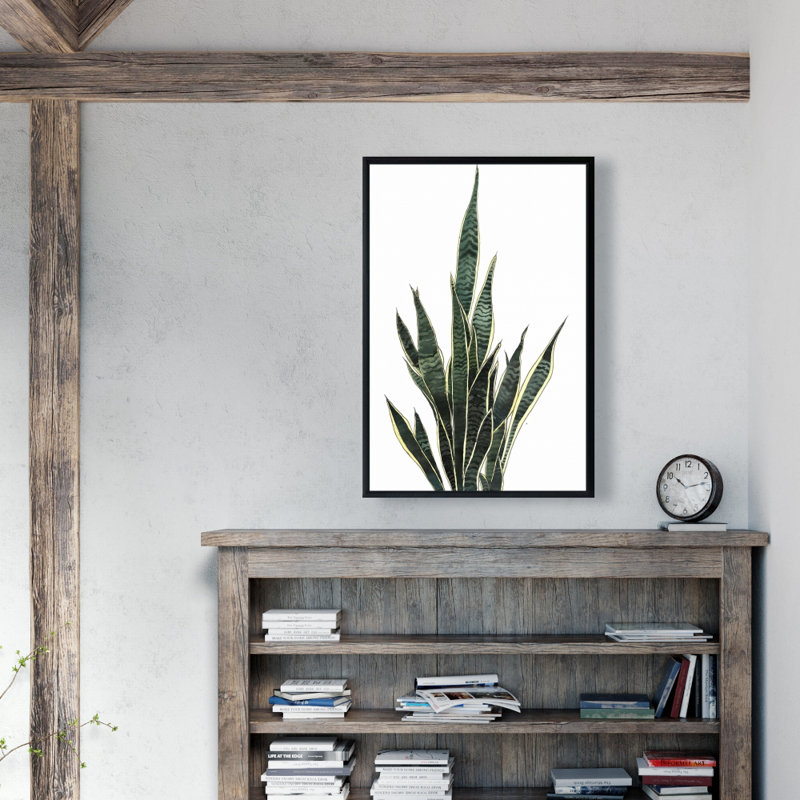 " Snake Plant "