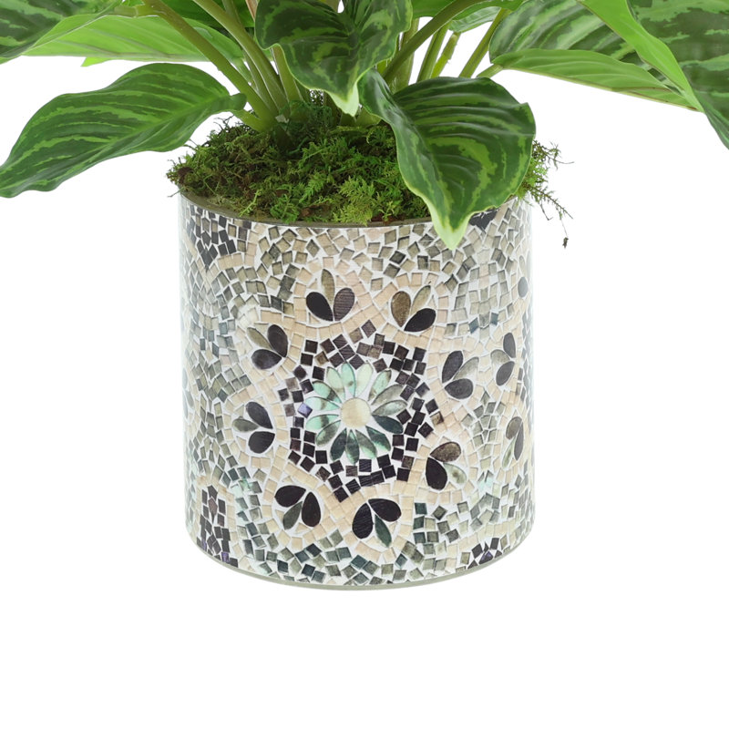 Rohdea Japonica Bush in Decorative Glass Vase