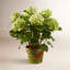 Hydrangeas in Pot-676891220