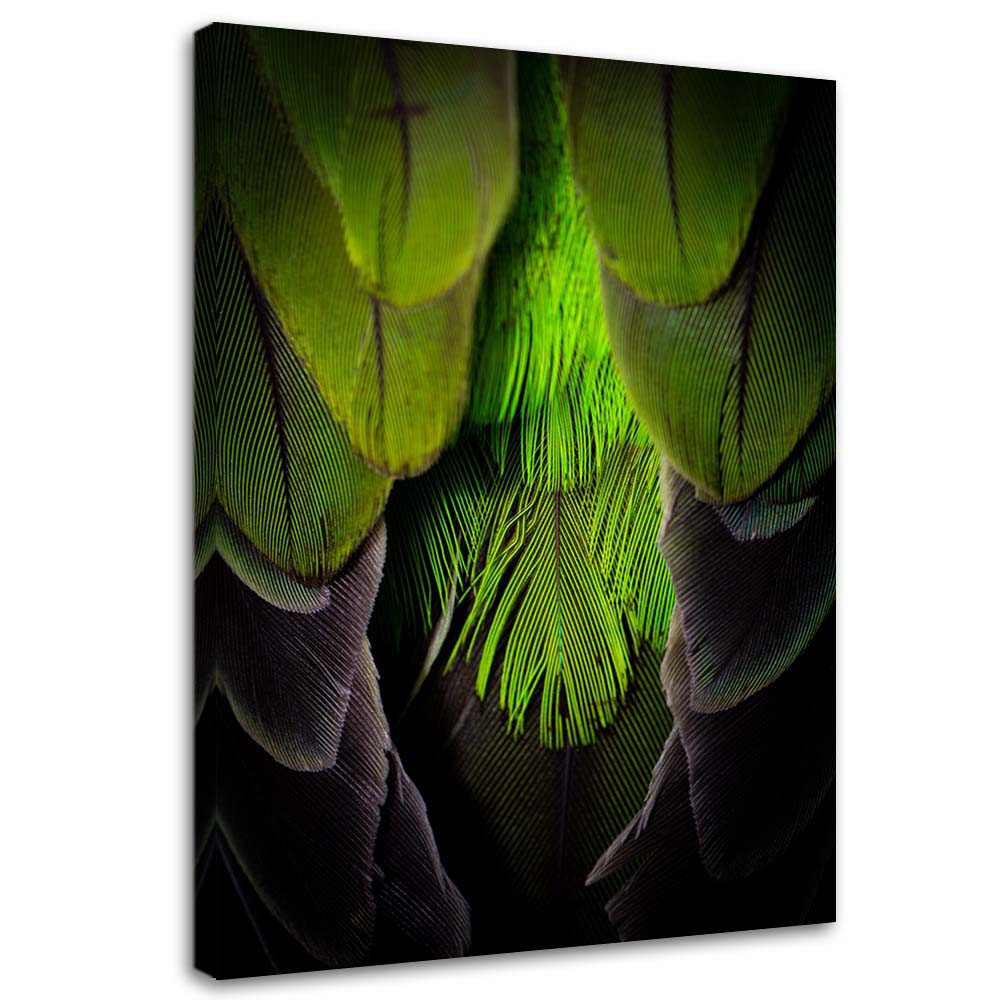 Leinwandbild Feather Bird Nature Green