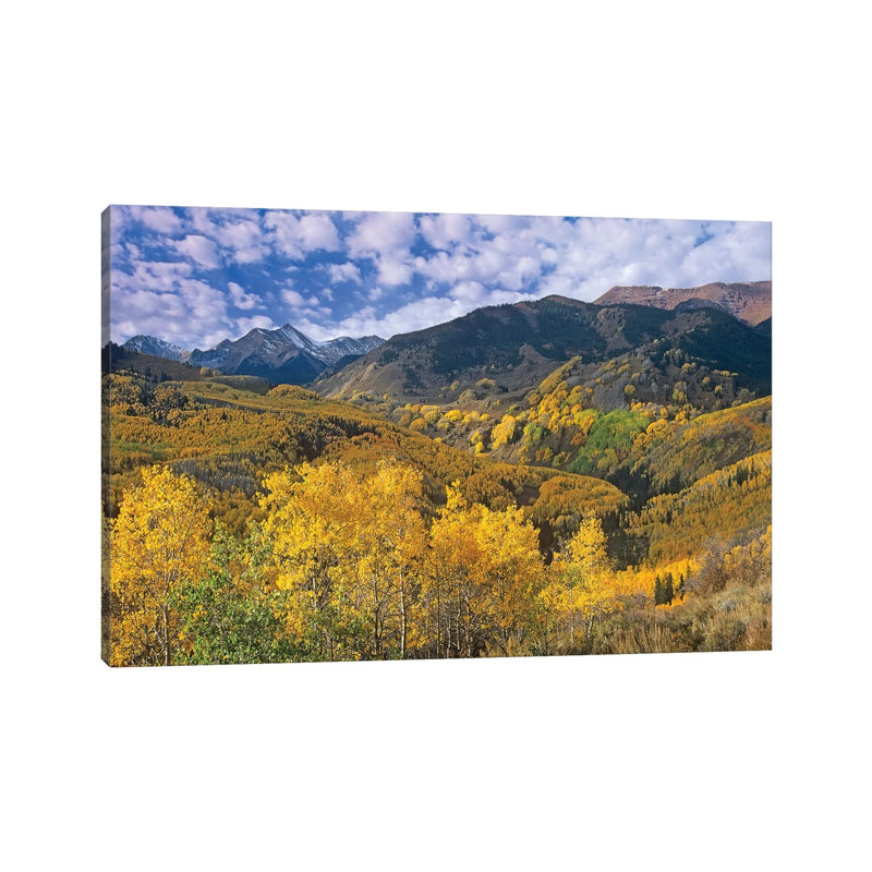 Quaking Aspen In Autumn, Colorado I by Tim Fitzharris - Wrapped Canvas Gallery-Wrapped Canvas Giclée, 20.32 cm H x 30.48 cm W