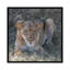 « lioness », reproduction de photo sur toile-20849216-73155135-73155136