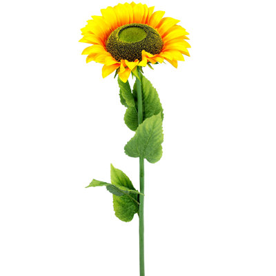 Grand tournesol à une seule tige