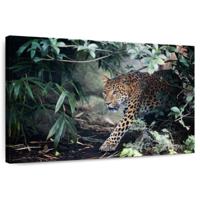 Brampt Sly Leopard