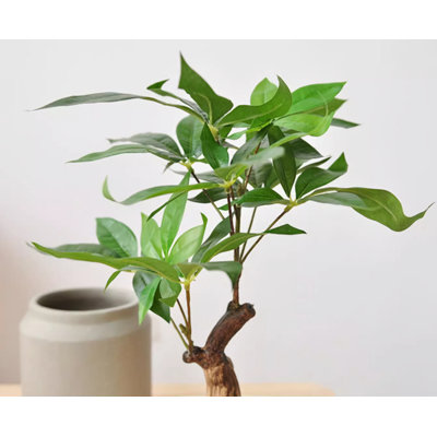 Bonsaï de table réaliste avec arbre vert