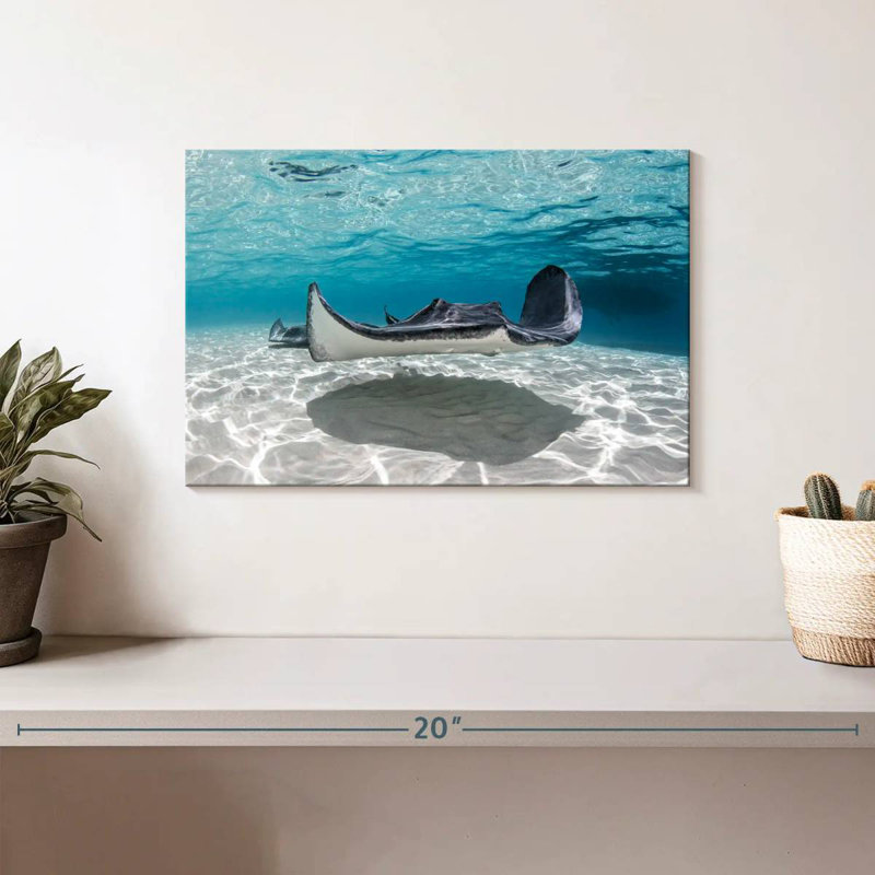 Crowle Cayman Palms Stingray, H 8 po x l 12 po