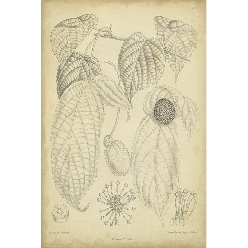 Vintage Curtis Botanical III by Curtis - Wrapped Canvas Print, 46cm H x 30cm W x 3.8cm D