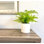 11 " H Faux Foliage and Fern Plant in Ceramic Planter