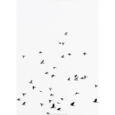 " Squadron Birds " by Braun Studio