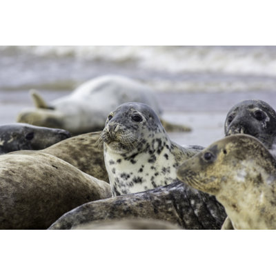 Seal In Wild Seal Colony by Ian Dyball - Wrapped Canvas Print