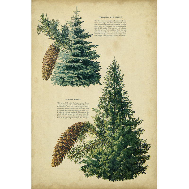 Colorado Spruce And Norway Spruce - Wrapped Canvas Art Prints, 46cm H x 30cm W x 3.8cm D