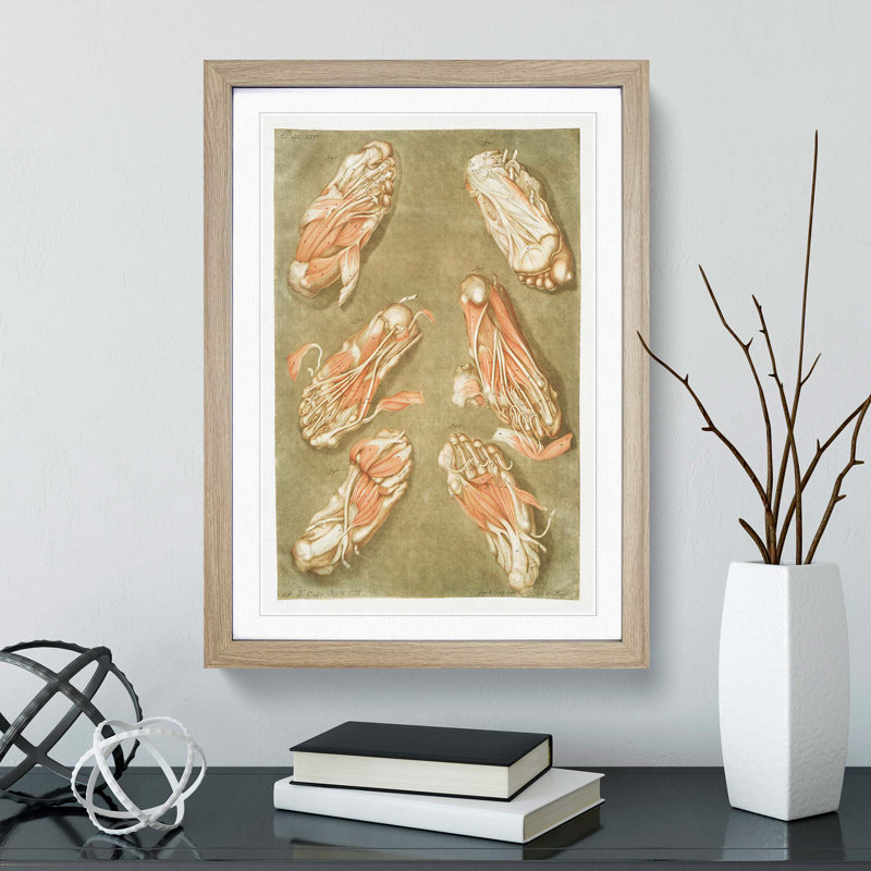 Anatomical Illustrations of the Foot by Gautier-Dagoty - Picture Frame Painting Print, Oak Framed, 36cm H x 27cm W x 2cm D